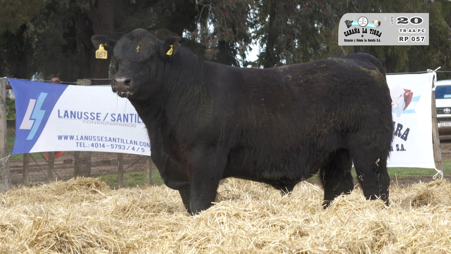 Lote TOROS PUROS CONTROLADOS
