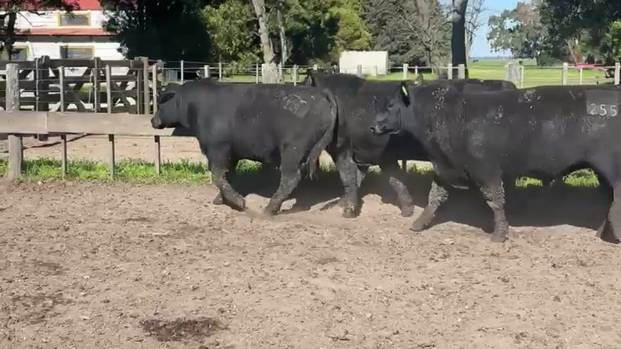 Lote TOROS PUROSCONTROLADOS SANTA MARTA