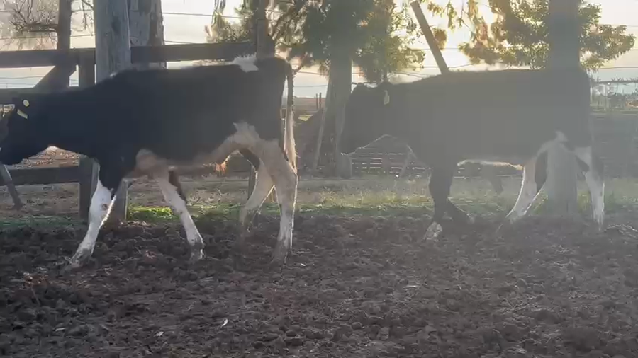 Lote 18 Terneros Holando Argentino  en Brinkmann, Córdoba