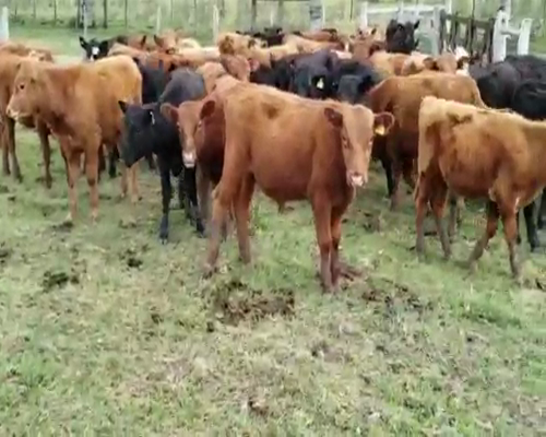 Lote 43 Terneros/as en Villaguay, Entre Ríos