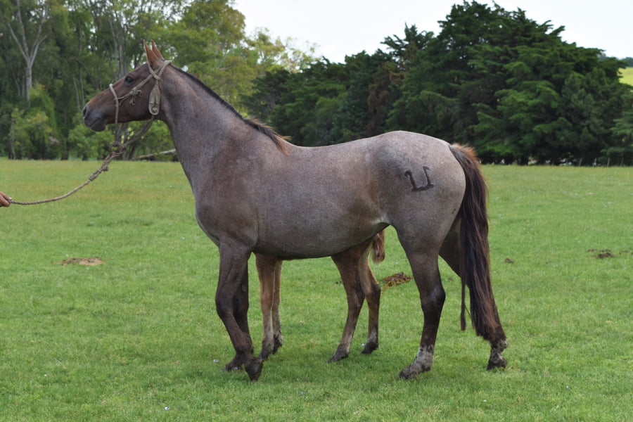 Lote RP 42 - BLANQUITA TABORDA