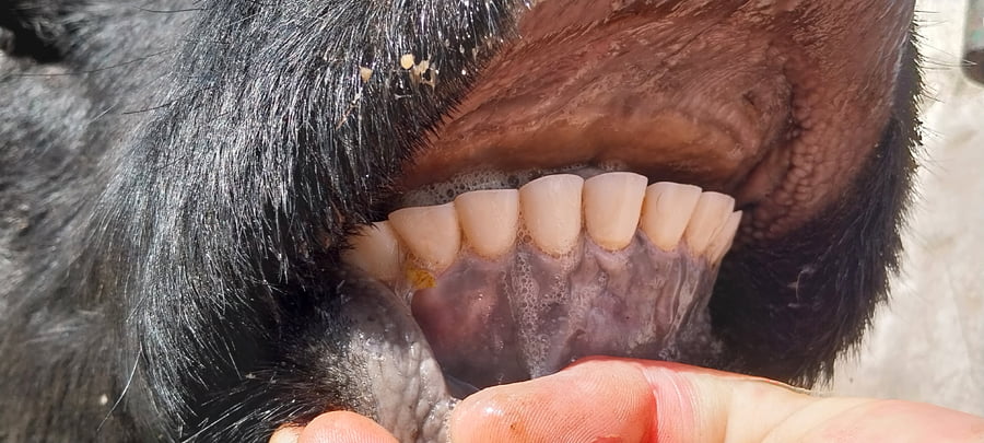 Lote 45 Vacas Nuevas PÑ en Huanguelen