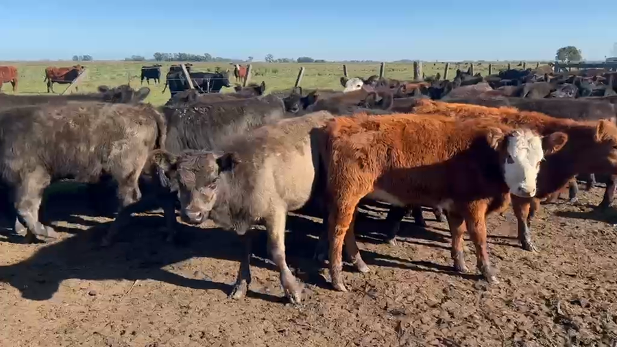 Lote 70 Terneras en Buenos Aires, Azul