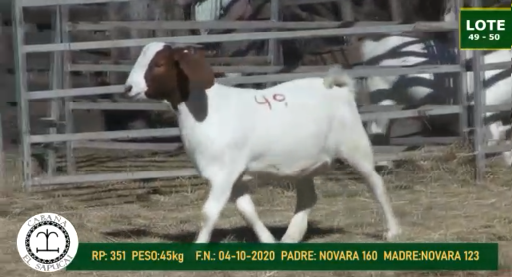 Lote CAPRINOS HEMBRAS 49