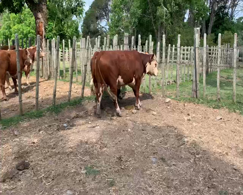 Lote 2 TORO PI en Melo, Cerro Largo