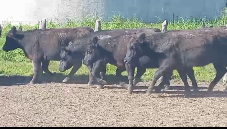 Lote 59 Vaquillonas en Corrientes, Curuzú-Cuatiá