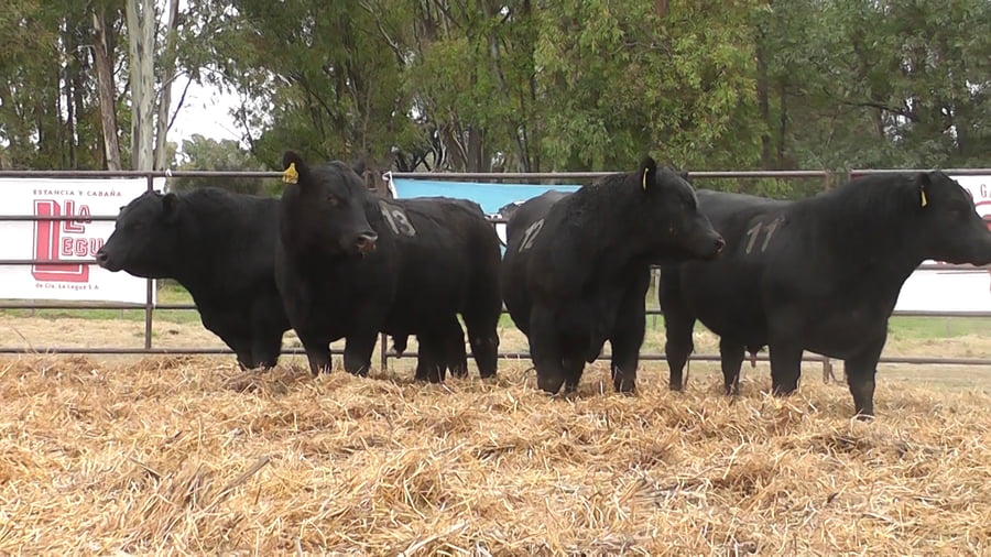 Lote TOROS ANGUS NEGROS PC