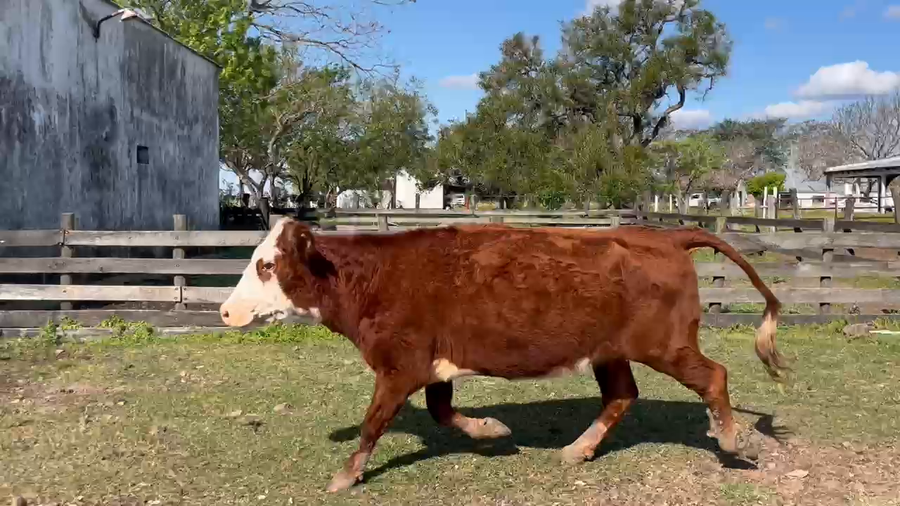 Lote 5 Vacas de invernar