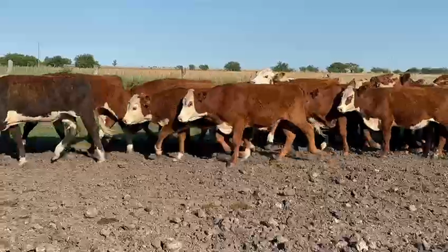 Lote 68 Novillitos en Corrientes, Curuzú-Cuatiá