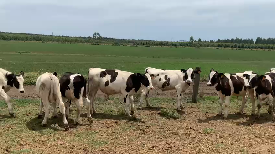 Lote 15 Terneros San José