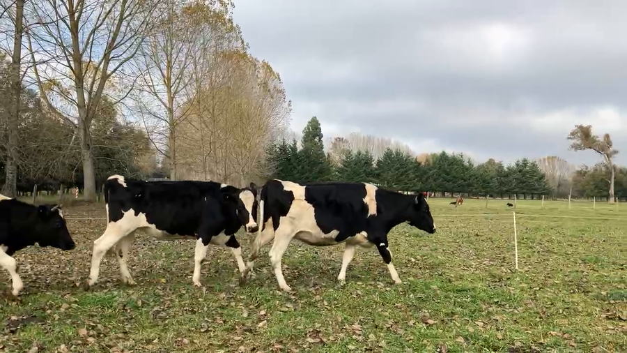 Lote 20 Vaquilla Gorda en Río Bueno, XIV Región Los Ríos