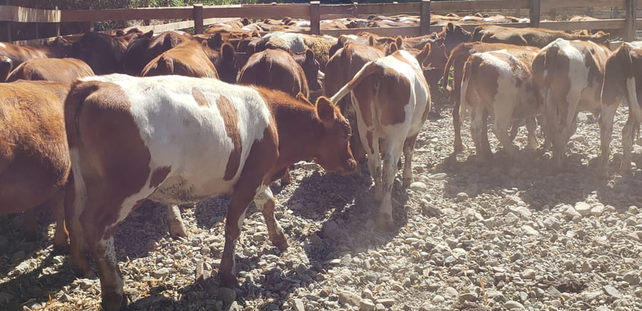 Lote 60 Vaquilla Engorda en Futrono, XIV Región Los Ríos