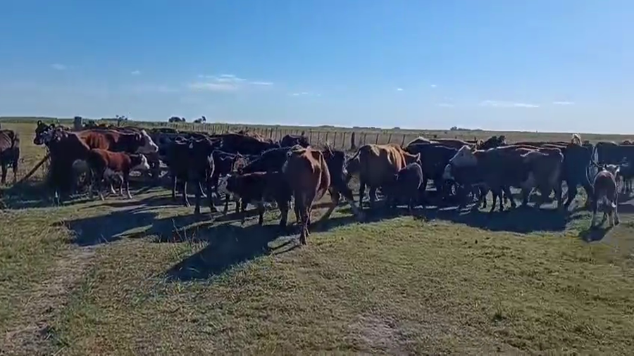 Lote 46 Vacas CUT AL CORTE