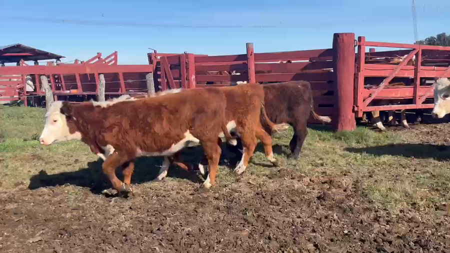 Lote 20 Terneros