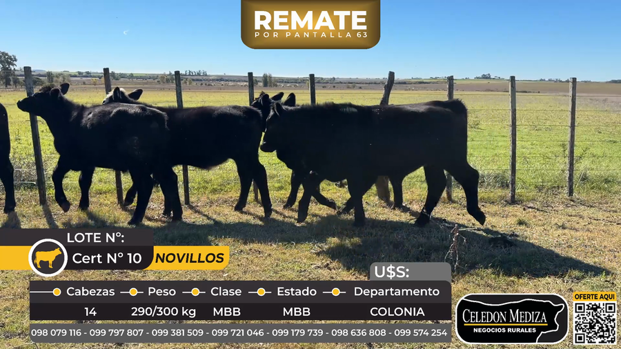 Lote 14 Novillos a 13 km de Agraciada, y a 7 km del km 294500 de ruta 21, Paraje Buena vista, Soriano