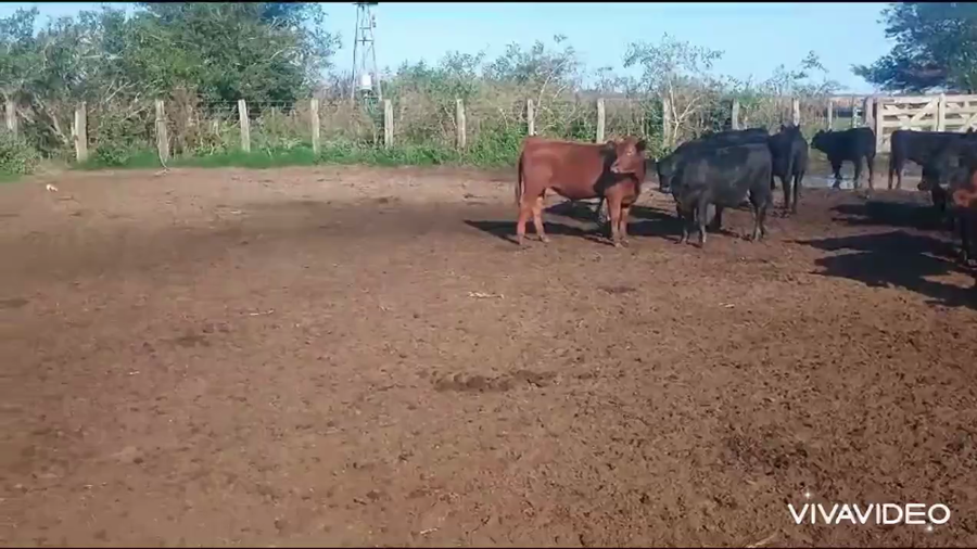 Lote 124 Terneros/as