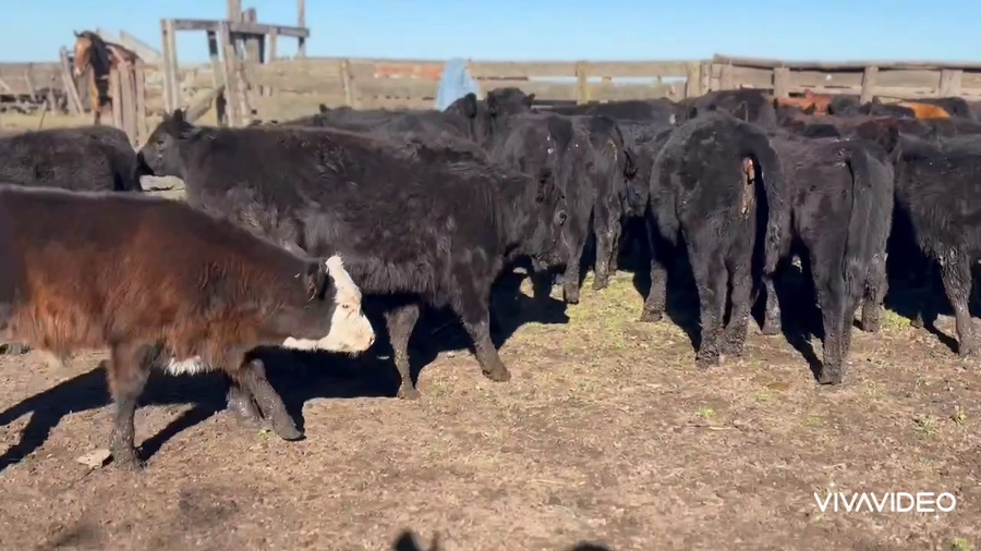 Lote 50 Terneros/as en Chascomús, Buenos Aires