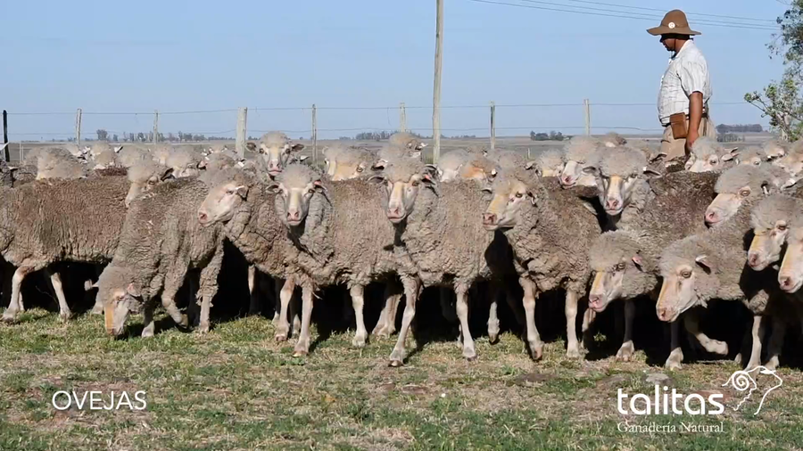 Lote Lotes Ovejas - Talitas