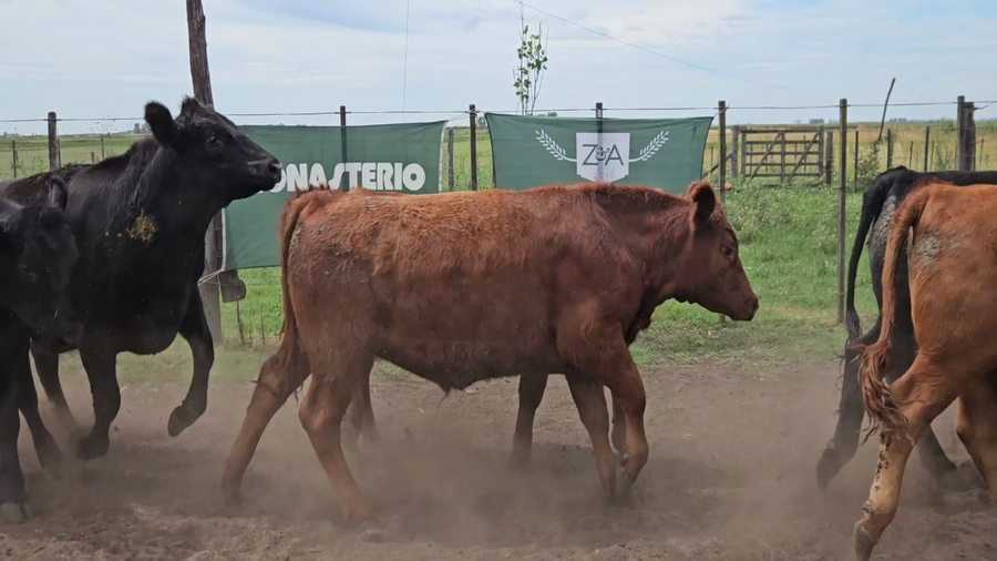 Lote 12 Novillitos en Bolívar