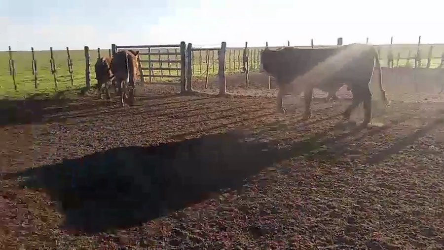 Lote Vacas de invernar en Entre Ríos, Gualeguay