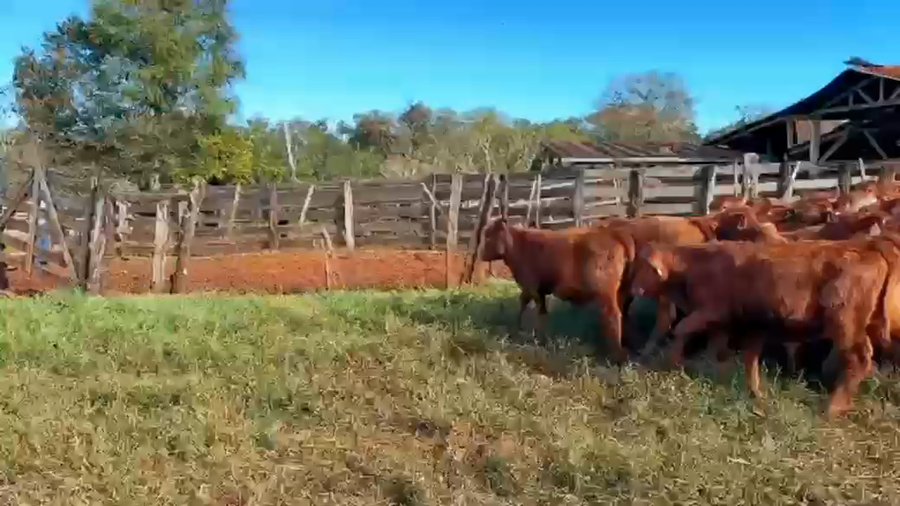 Lote 60 Terneros/as en Misiones, Cmte. Andresito