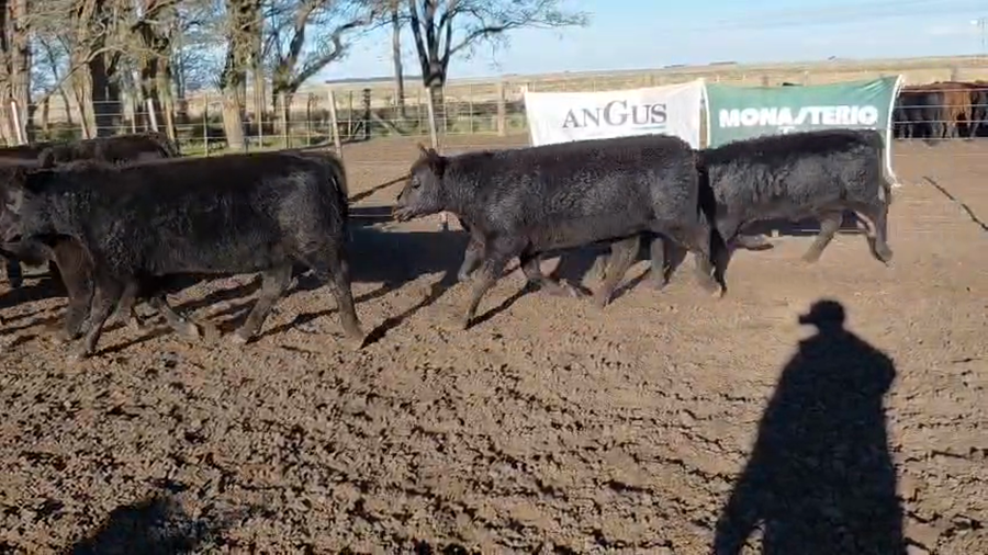Lote 37 Terneros/as en Buenos Aires, Chillar