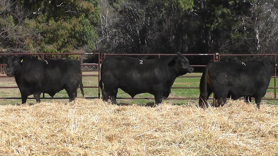 Lote TOROS PUROS DE PEDIGREE