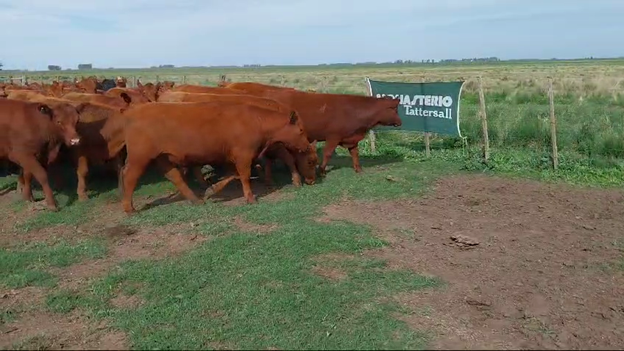 Lote 42 Novillitos en Huanguelen