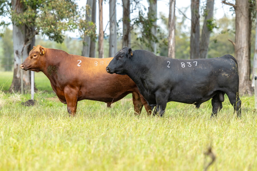 Lote Lote 2 Toros Pi 3 Años