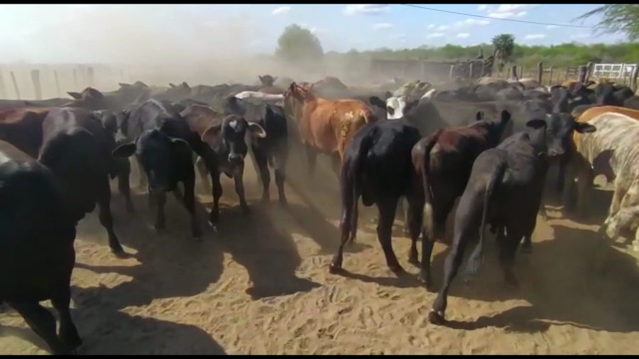 Lote 95 Terneros en Subteniente Perín, Formosa