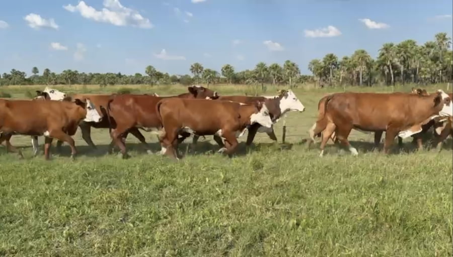 Lote 28 Vaquillonas preñadas en Formosa, Formosa