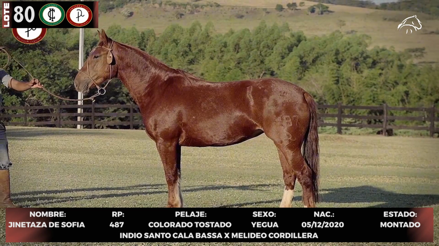 Lote LOTE 80