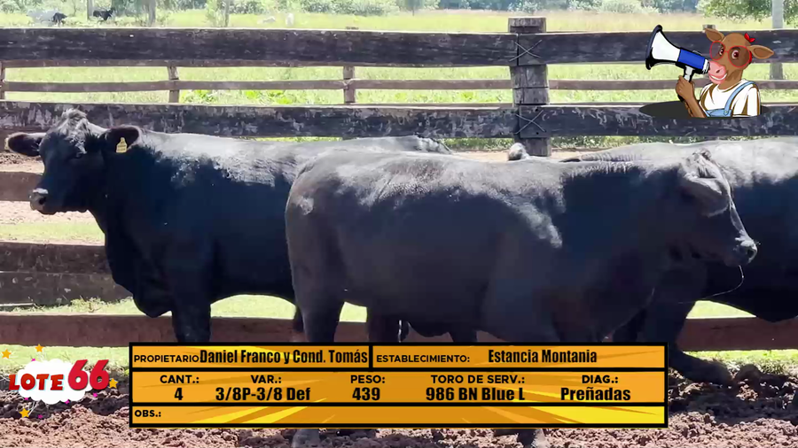 Lote LOTE 66 - EN VIVO