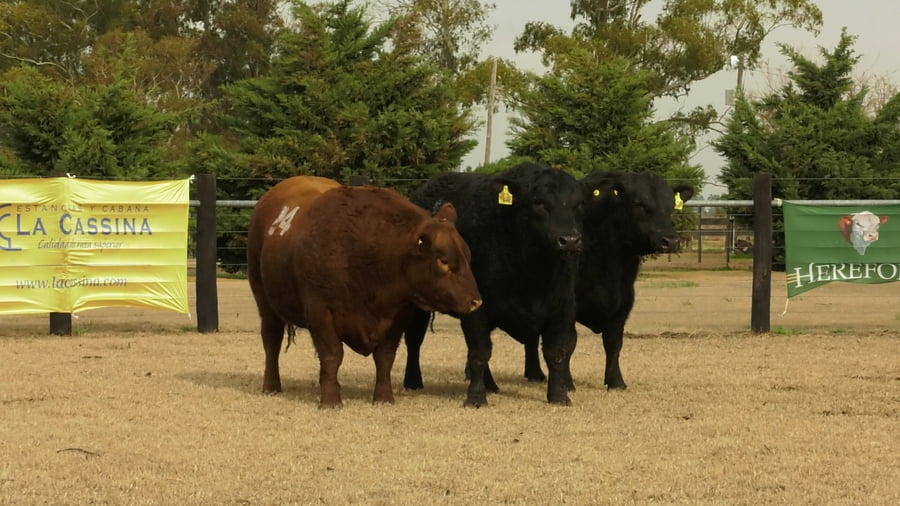 Lote TOROS ANGUS PUROS CONTROLADOS