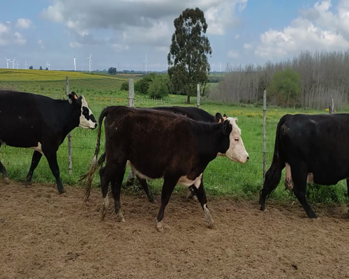 Lote 15 Vaquillonas Vacas Preñadas 4 AA XHE,  4 AA X NO,  5 AA X HO,  2 AA a remate en #11 Remate de Pantalla 410kg - , Colonia