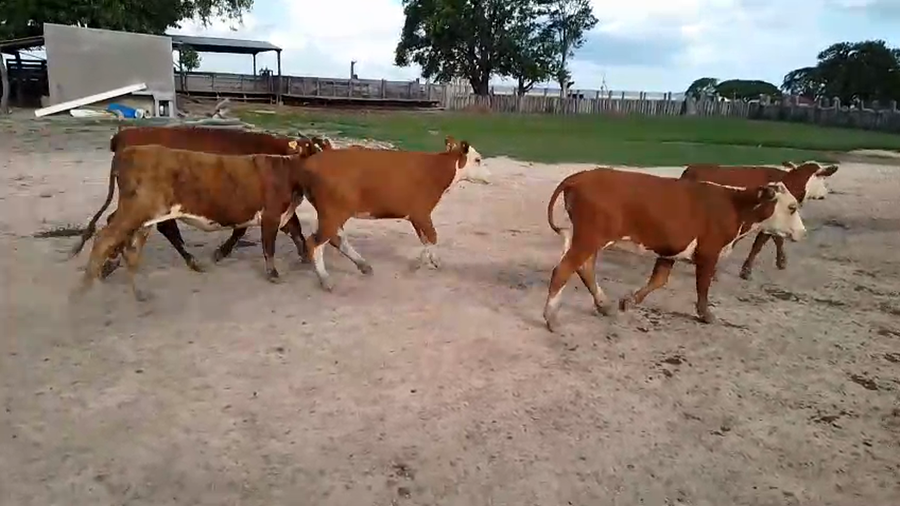 Lote 32 Vaquillonas en Corrientes, Paso de Los Libres