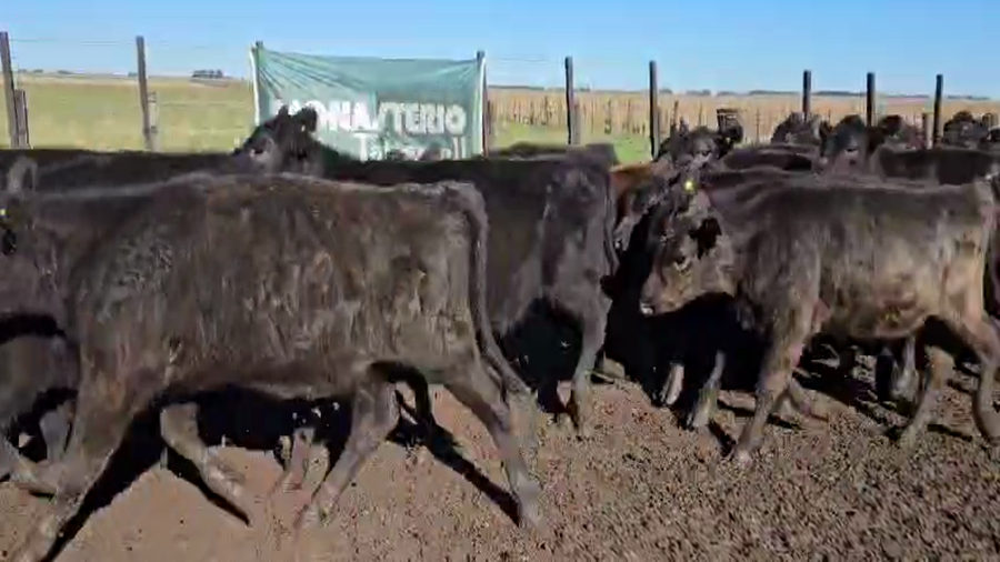 Lote 75 Terneros/as en Buenos Aires, Bolívar