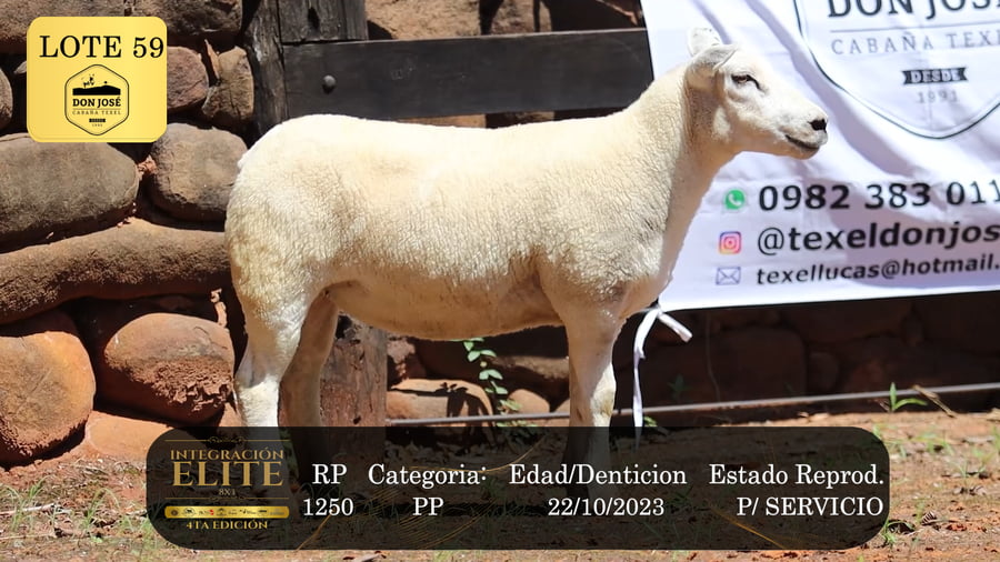 Lote LOTE 59