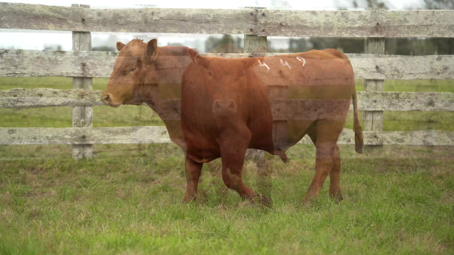 Lote Toros SA