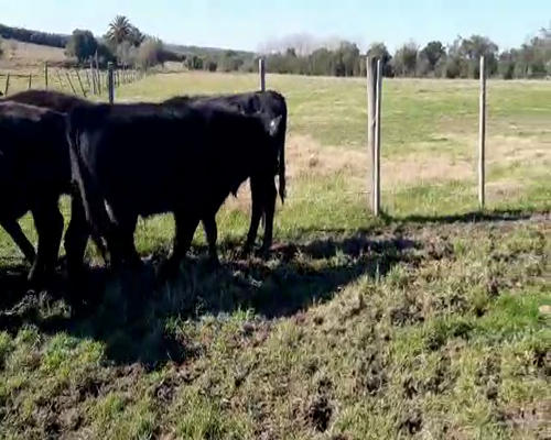 Lote 7 Novillos CRUZA ANGUS a remate en Pantalla Camy 240 - 260kg - , San José