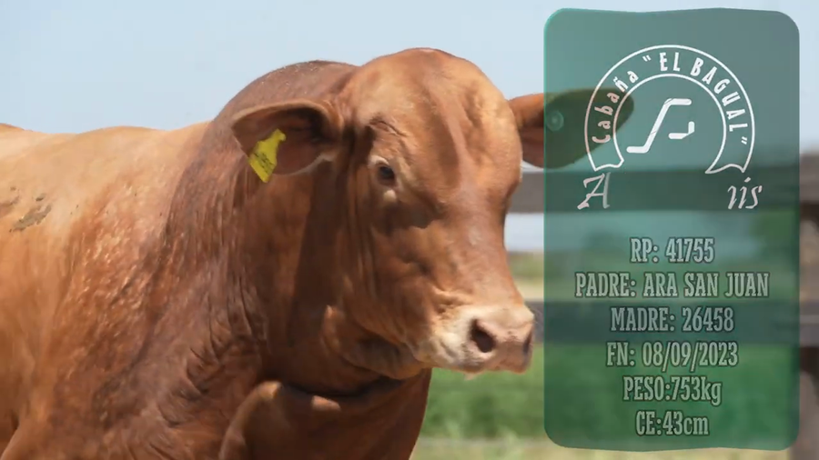 Lote Toro