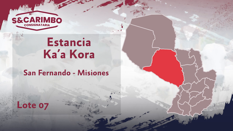 Lote 70 Terneros CBO 3