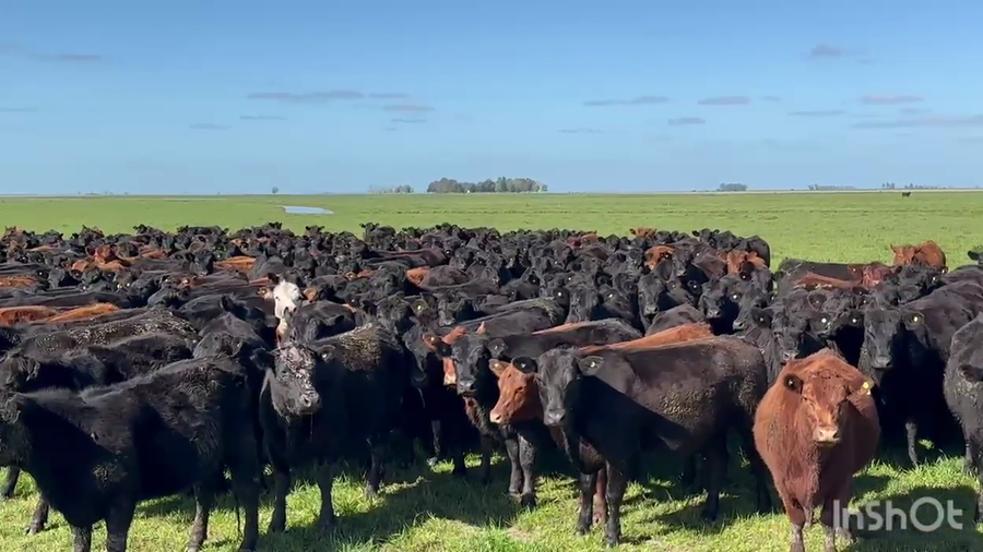 Lote 250 Vaquillonas preñadas