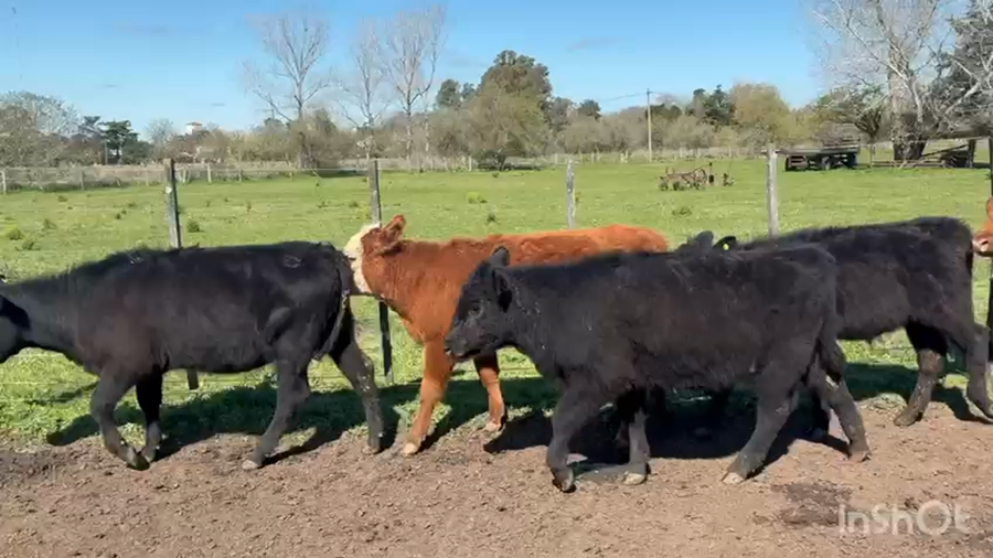 Lote 40 Terneros/as