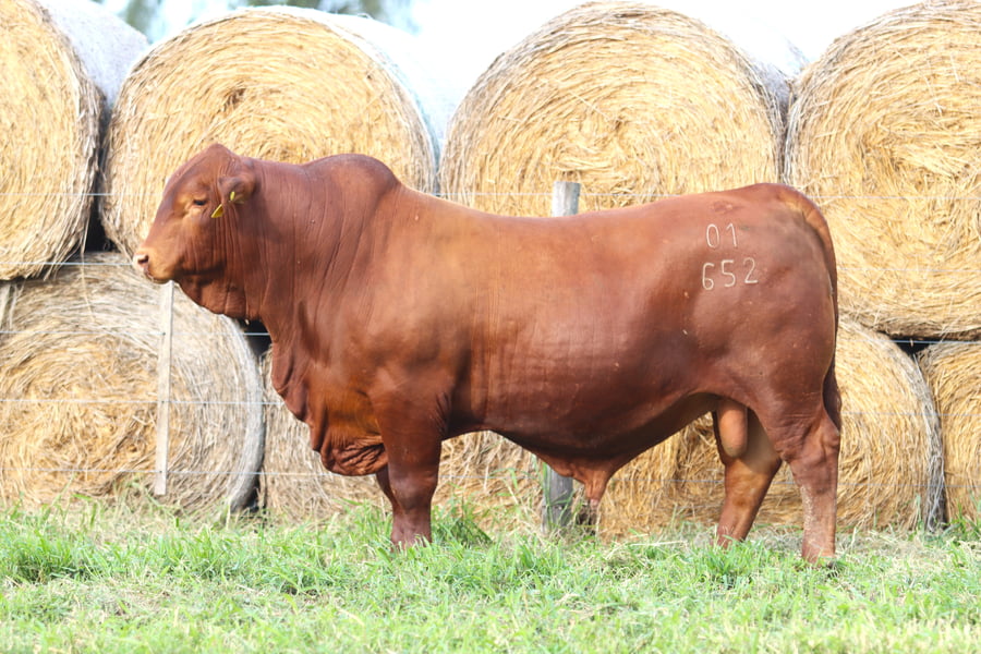 Lote LOTE 87