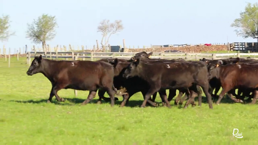 Lote LOTE 3 VIENTRES