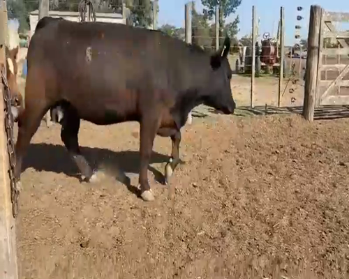 Lote 36 Vacas nuevas Preñadas en Palacios, Santa Fe