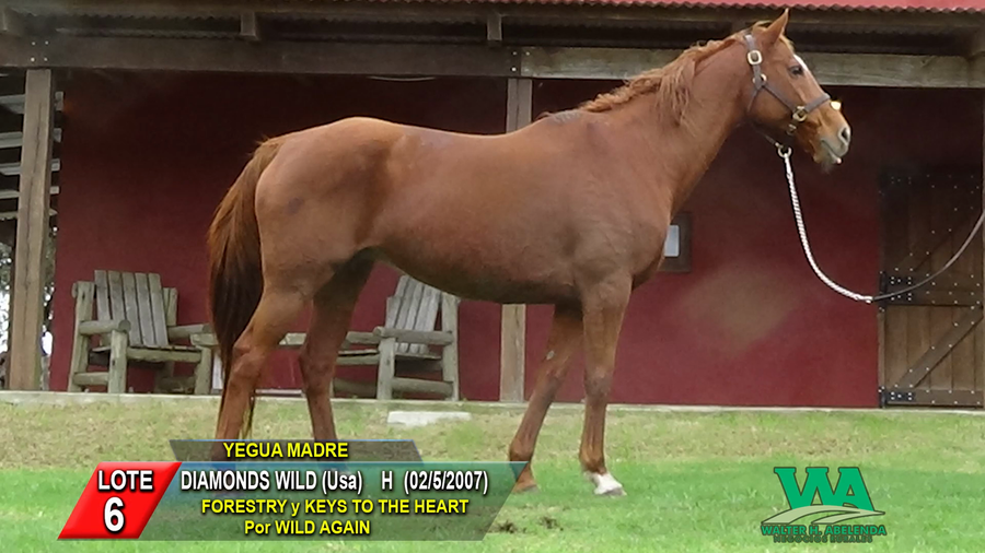 Lote DIAMONDS WILD (Usa)