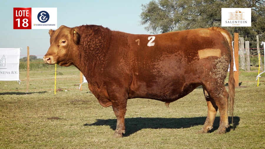 Lote LOTE 18 - TOROS ANGUS COLORADO PC NO. 2