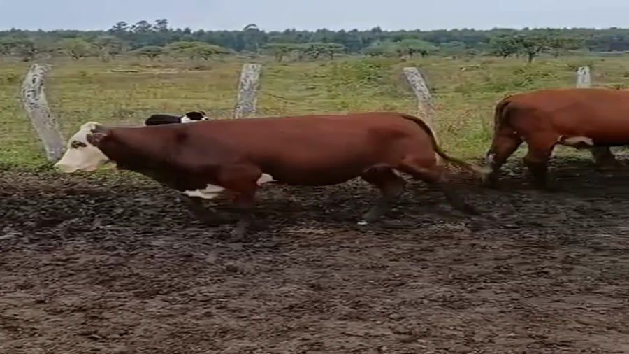 Lote 22 Vaquillonas preñadas